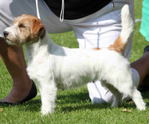 Billede af Siegers Coco Chanel