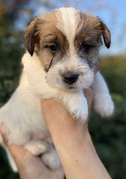 IMG_7427RH Jack Russell Terrier - Han hvalp - Kennel Haus Hesselbjerg´s
