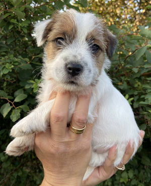 IMG_7429RH Jack Russell Terrier - Han hvalp - Kennel Haus Hesselbjerg´´'s